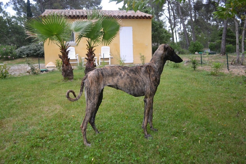 CH. Jawhara des chants de tassaout (Sans Affixe)