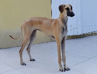 Jahid El Todra